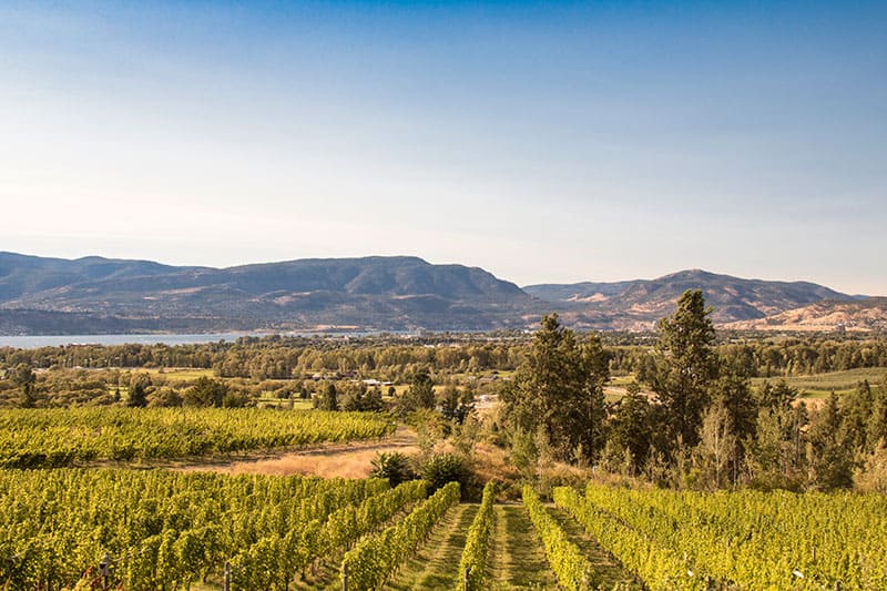 Kelowna Winery tantalus vineyards evening shot can see mountains and okanagan lake in the distance